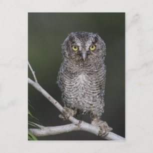 Eastern Screech-Owl, Megascops asio, Otus 2 Postcard