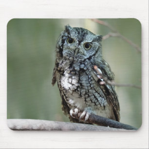 Eastern Screech Owl, Owl, Sitting Mouse Pad