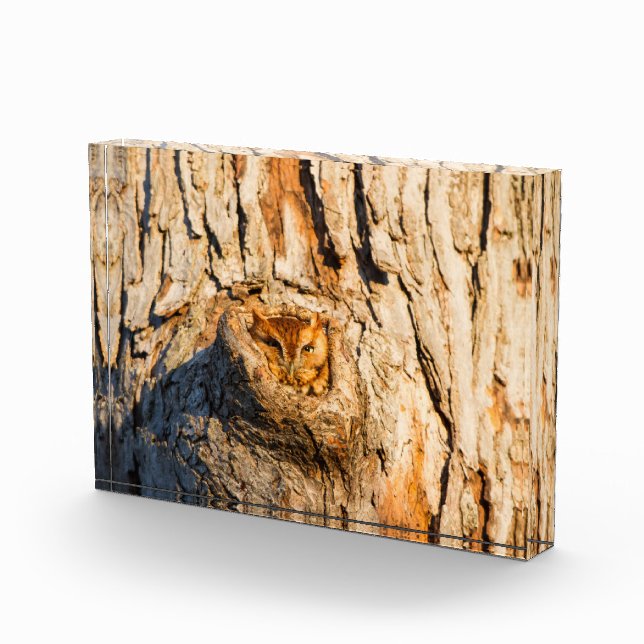 Eastern Screech-Owl Photo Block (Right)