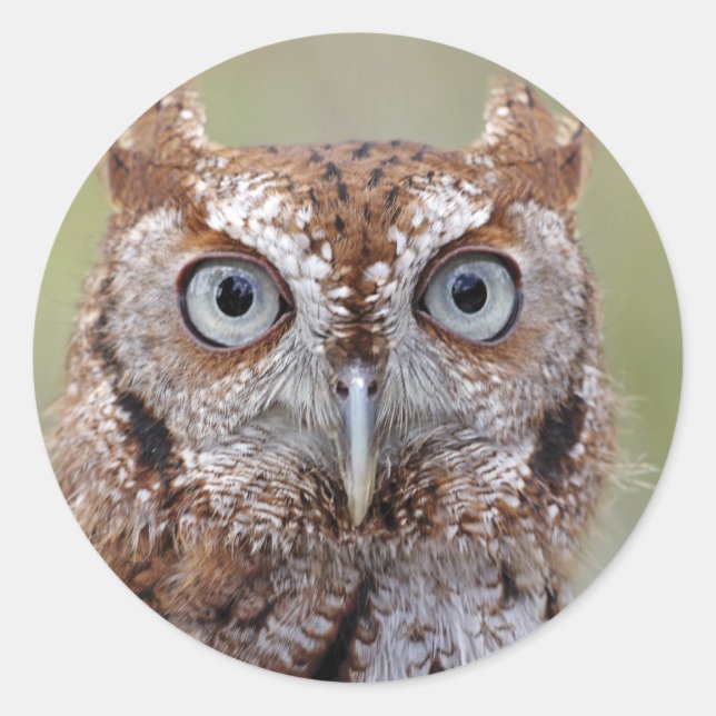 Eastern Screech Owl Photograph Stickers (Front)