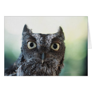 Eastern Screech Owl Portrait Showing Large Eyes