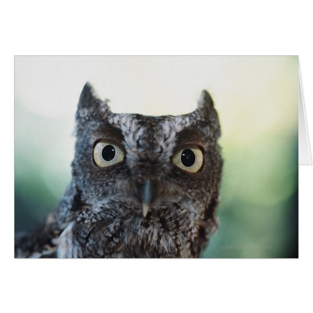 Eastern Screech Owl Portrait Showing Large Eyes (Front Horizontal)
