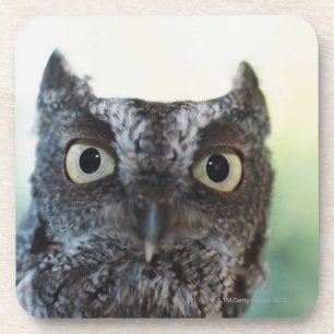 Eastern Screech Owl Portrait Showing Large Eyes Coaster