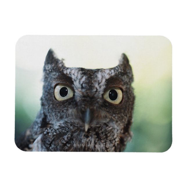 Eastern Screech Owl Portrait Showing Large Eyes Magnet (Horizontal)