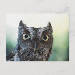 Eastern Screech Owl Portrait Showing Large Eyes Postcard