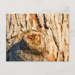 Eastern Screech-Owl Postcard