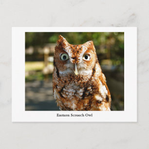 Eastern Screech Owl Postcard