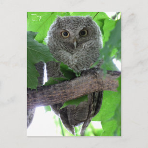 Eastern Screech Owl Postcard