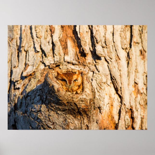 Eastern Screech-Owl Poster (Front)