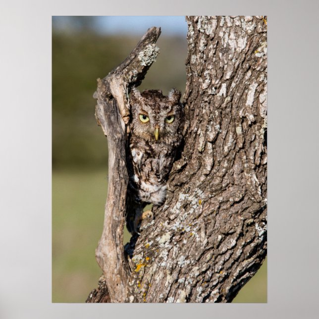 Eastern Screech Owl Poster (Front)