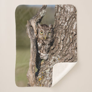 Eastern Screech Owl Sherpa Blanket