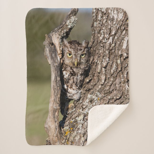 Eastern Screech Owl Sherpa Blanket (Front)