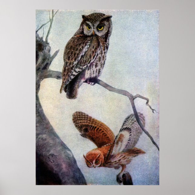 Eastern Screech Owls Poster (Front)