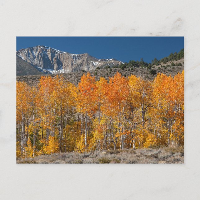 Eastern Sierra Fall Colours Postcard (Front)