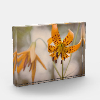 Eastern Sierra Tiger Lilies Wildflower Photo Block