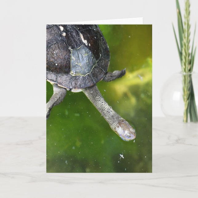 Eastern Snake-Necked Turtle Holiday Card (Front)
