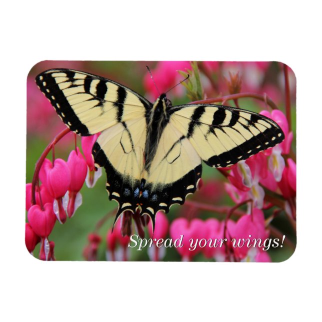 Eastern Swallowtail 2 Magnet (Horizontal)
