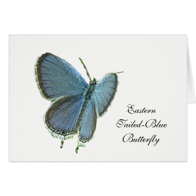 Eastern-Tailed Blue Butterfly (Front Horizontal)