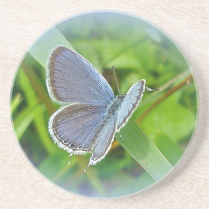 Eastern Tailed Blue Butterfly Coaster