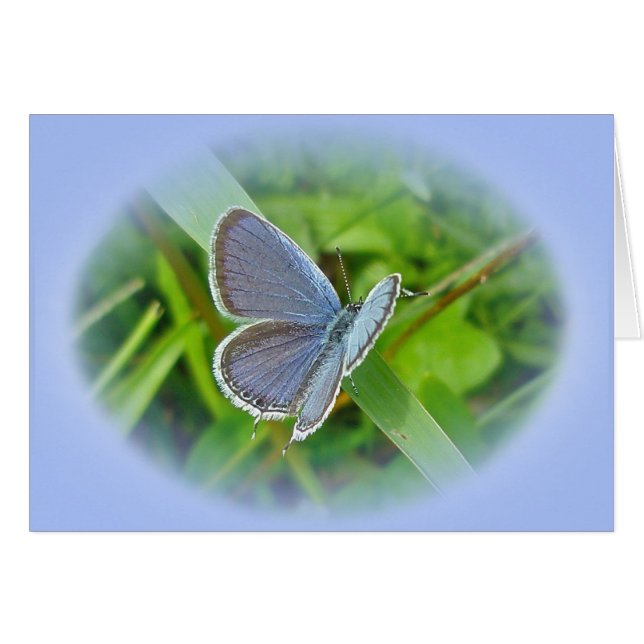 Eastern Tailed Blue Butterfly Coordinating Items (Front Horizontal)