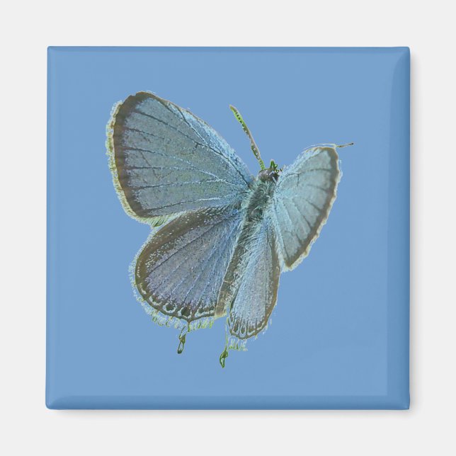 Eastern-Tailed Blue Butterfly Magnet (Front)