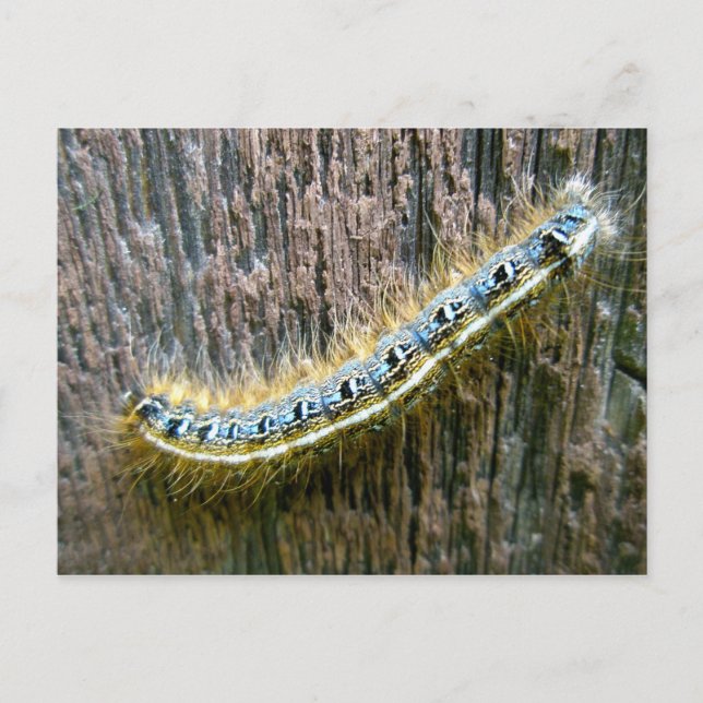 Eastern Tent Caterpillar Postcard (Front)