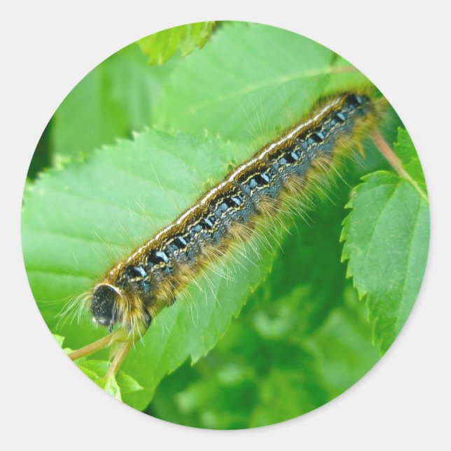 Eastern Tent Caterpillar Sticker (Front)