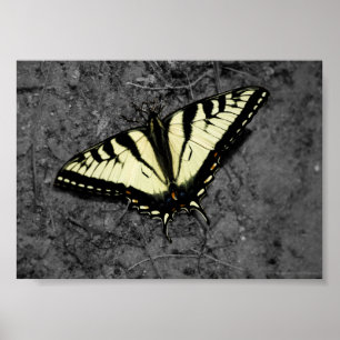 Eastern Tiger Print