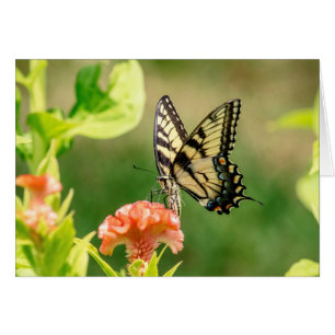 Eastern Tiger Swallowtail Butterfly