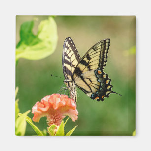 Eastern Tiger Swallowtail Butterfly Magnet