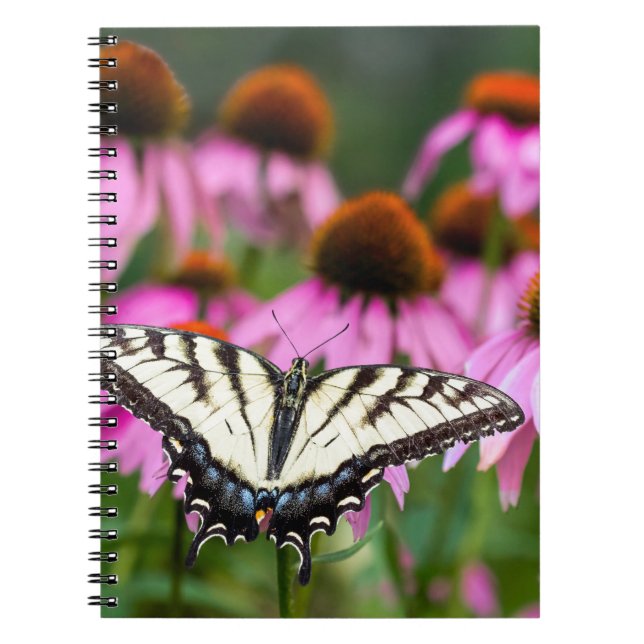 Eastern Tiger Swallowtail Butterfly On Coneflowers Notebook (Front)
