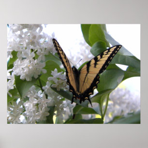 Eastern Tiger Swallowtail Butterfly on White Lilac Poster