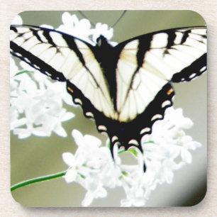 Eastern Tiger Swallowtail Butterfly Photo Coaster