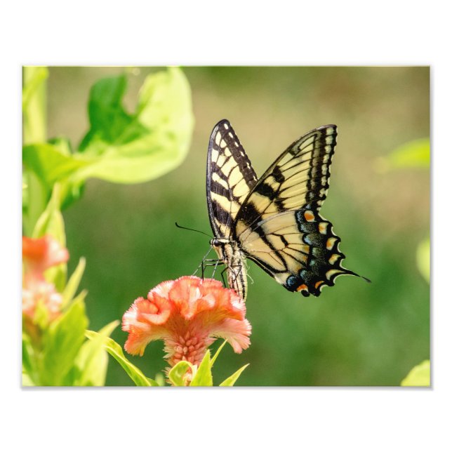 Eastern Tiger Swallowtail Butterfly Photo Print (Front)