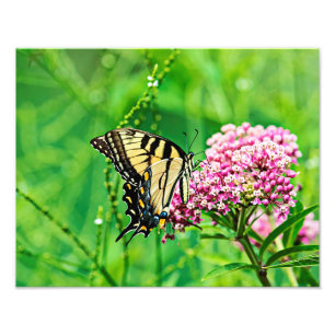 Eastern Tiger Swallowtail Butterfly Photo Print