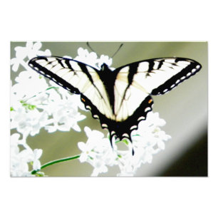 Eastern Tiger Swallowtail Butterfly Photo Print