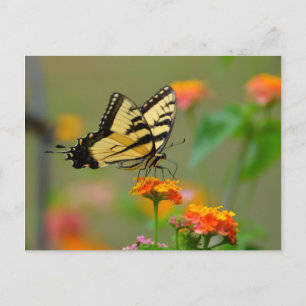 Eastern Tiger Swallowtail Butterfly Postcard