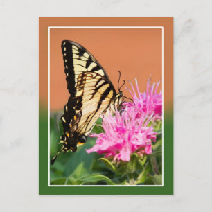 Eastern Tiger Swallowtail Butterfly Postcard