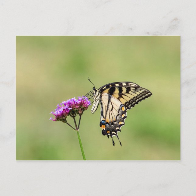 Eastern Tiger Swallowtail Butterfly Postcard (Front)