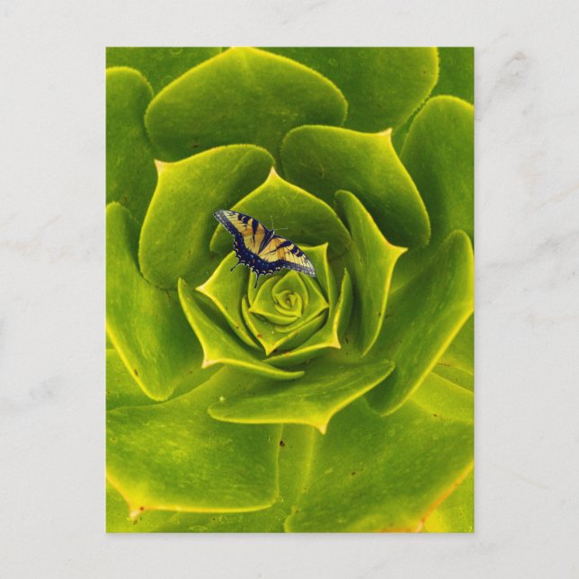 Eastern tiger swallowtail butterfly postcard (Front)