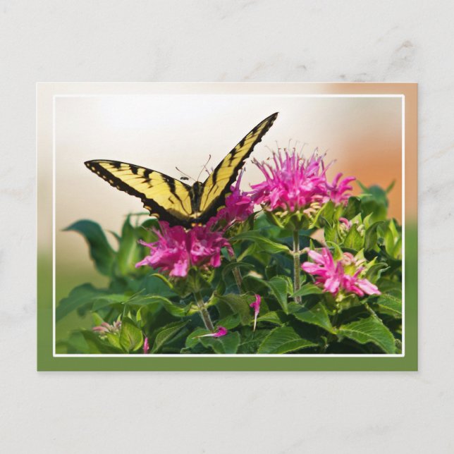 Eastern Tiger Swallowtail Butterfly Postcard (Front)