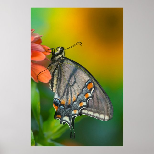Eastern-Tiger Swallowtail Butterfly Poster (Front)