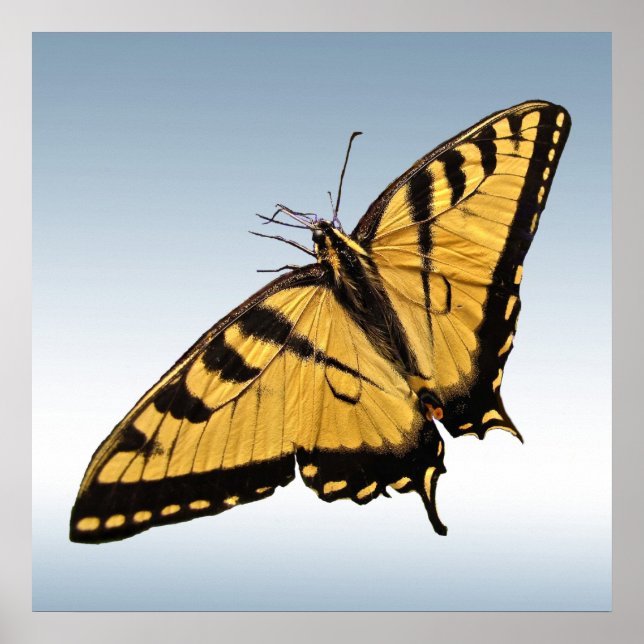 Eastern Tiger Swallowtail Butterfly Poster (Front)