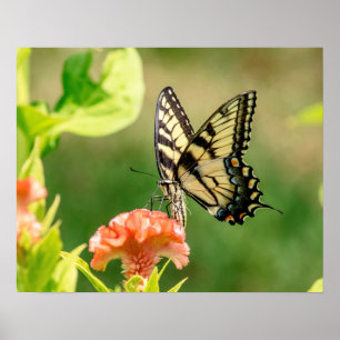 Eastern Tiger Swallowtail Butterfly Poster