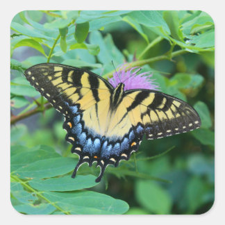 Eastern Tiger Swallowtail Butterfly Square Sticker