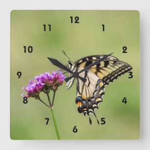 Eastern Tiger Swallowtail Butterfly Square Wall Clock