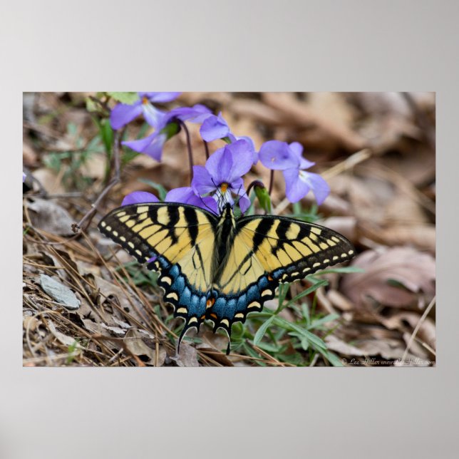 Eastern Tiger Swallowtail Butterfly Violets Poster (Front)