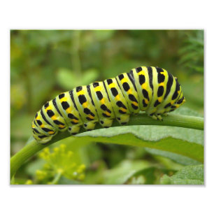 Eastern Tiger Swallowtail Caterpillar Photo Print