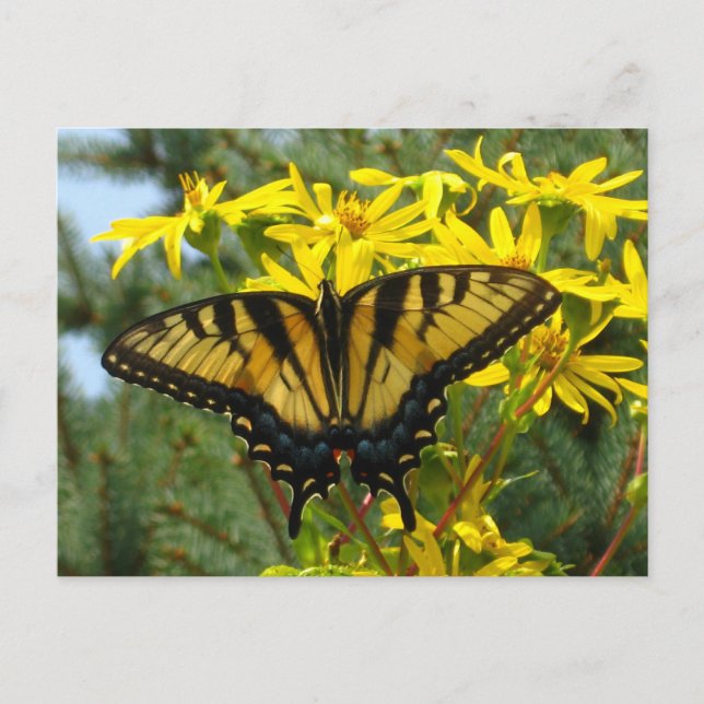 Eastern Tiger Swallowtail on Yellow Daisies Postcard (Front)