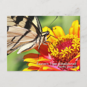 Eastern Tiger Swallowtail Postcard